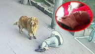 Verovali ili ne: Šetao je sa psom ulicom a onda mu je mačka pala na glavu sa zgrade i slomila vrat