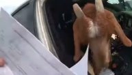 Nepristojna koza zaposela policijski auto, pa počela da brsti prekršaje