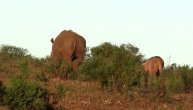 Beba nosoroga za dlaku izbegla napad lava koji je vrebao u prikrajku