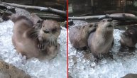 Radnici zoo vrta priredili ledeno iznenađenje za vidre