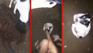 Srceparajući prizor: Majka keruša sahranjuje uginulo štene