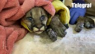 Mala puma je izgubila mamu u požaru a vatra joj je spalila šapice: Drama u veterinarskoj stanici