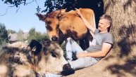 Dao je otkaz, vratio se na selo i ostvario dečački san: Brkine krave su najveće mazulje