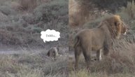 Pas prevario čopor besnih lavova: Pomislili da su ga sredili a on glumio mrtvaka