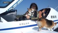 Vožnja u privatnom avionu: Psi koji žive život na visokoj nozi