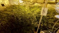 Policija upala u laboratoriju marihuane u Zemunu