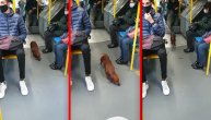 Izgubljeni jazavičar provozao se autobusom po Konjarniku