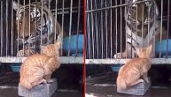 Kućna maca isprepadala tigra: Ovako izgleda kada domaća mačka uteruje strah u kosti divljoj zveri