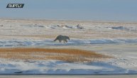 Obećao sam sinu da ću se vratiti: Emotivna ispovest čoveka koji je preživeo napad polarnog medveda
