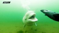 Dirljiv momenat sa dna Japanskog mora: Ronilac i spašeni kit u akciji maženja