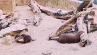 Prinova u Beo Zoo vrtu: Dve bebice, došle su na svet