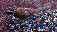 Jedini koji uspeo: Fazan ležerno hoda po gomili lego kocki