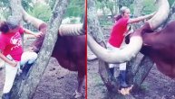 Nežni rogonja: Pomislite da će bik da probode ženu, a on pogne glavu za češkanje