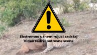 Možda i najtužniji snimak borbe za hranu: Leopard napao bebu bivola, majka kasno stigla u pomoć!