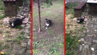A šta ću sad s njim? Beogradska mačka Brena u akciji čišćenja miševa iz dvorišta