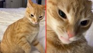 Mačka ustala na levu nogu: Ova opasnica isprepada vlasnicu svojim divljačkim ponašanjem