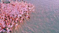 Zaronite u ružičasto carstvo: Jato flamingosa u svojoj punoj lepoti