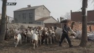 Najslađa čobanica na svetu: Sedmogodišnja devojčica vodi stado od 330 koza