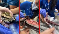 UZNEMIRUJUĆE: Vađenje velikog ćebeta iz želuca pitona, prenerazili se čak i veterinari