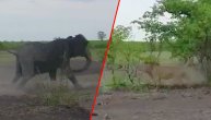 Od rike i urlanja trese se nebo nad Afrikom: Okršaj lava i slona