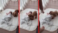 Ne usuđuj se da priđeš: Pufnasta pudla čuva usnulu bebu
