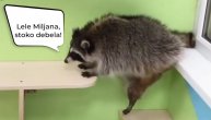 ''Lele Miljana, stoko debela'': Rakun proždirao hranu kao da sutra ne postoji, pa se silno pokajao