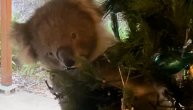 Dobar dan, ja sam novi Deda Mraz: Koala se popela na jelku pa je veterinari skidali