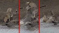 Žeđ jača od života: Gepard pio vodu na obali, a onda ga je zver povukla u ambis