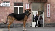 Neraskidiva veza: Ovaj pas već 20 dana ne odmiče od bolnice u kojoj se nalazi njegov vlasnik