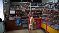 Kolega i najbolji prijatelj: Upoznajte psa Buča, asistenta u podavnici auto delova