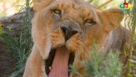 Niko ne zna kako su ova četiri lava zaražena korona virusom