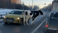 Krava izašla da prošeta, pa rešila da pomogne u saobraćaju