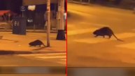 Neobična životinja šokirala stanovnike Zagreba: Svi misle da je džinovski pacov