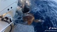 Borba za život: Ajkula pojurila kornjaču, ribari je jedva spasili iz kandži zveri
