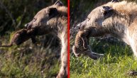 Kada nemilosrdnom ubici krvolok uzme srce i dušu: Hijena ubila bebu leoparda