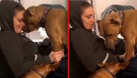 Snimili su reakciju pitbula kada je saznao da je njegova vlasnica trudna: Predivno