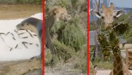 Bar neko ove godine uživa u praznicima: Životinje iz zoo vrta u Australiji dobile su poslastice