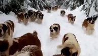 Hiljadu i jedan bernardinac: Ova zimska idila je dokaz da raj na zemlji zaista postoji