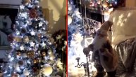 Čarobna jelka, ukrasi, lampioni... Ovako izgleda novogodišnja bajka u domu Lidije Vukićević
