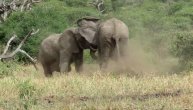 Neverovatna tuča dva slona, a nećete verovati kako se završilo