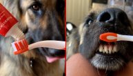 Vlasnica na psu demonstrirala kako se pravilno peru zubi: Mogli bismo da se ugledamo na ovaj primer