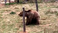 Ovaj medved će vam svojim češanjem izmamiti osmehe na lice: Da li je plesao ili se češao?