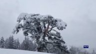 Pao jedan od simbola Srbije: Veliki sneg odlomio najveće grane na Svetom boru na Kamenoj Gori