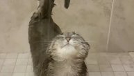 Da li neko više uživa u tuširanju od ove mačke: Ona je opsednuta brčkanjem