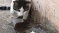 Ko koga ovde lovi? Preplašeni mačak odskočio do plafona kada je video miša