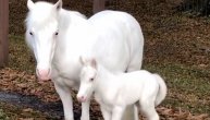 Ima li išta čistije: Albino konji izgledaju kao bića koja nisu sa ovog sveta