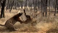 Dva ogromna tigra nasrnula jedan na drugoga: Turisti zanemeli od straha