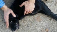 Psi umirali na rukama meštana u Sremčici: ''Nastao je muk, ni jednog psa vise nema''