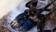 Jeziv prizor: Džinovska tarantula izlazi iz svog starog tela