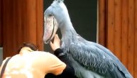 Zastrašujući prizor: Džinovska ptica agresivno nasrnula na devojku u Zoo vrtu